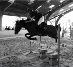 Top poney de sport