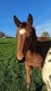 Magnifique Pouliche au pedigree 5*