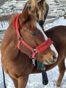 A vendre petit cheval