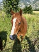 A vendre petit cheval