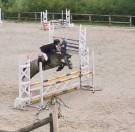 Hongre OC inscriptible new forest 