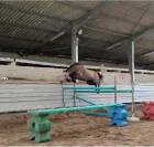 Hongre OC inscriptible new forest 