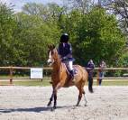 A VENDRE Jument selle Français 15 ans 