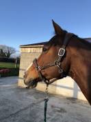 A VENDRE Jument selle Français 15 ans 