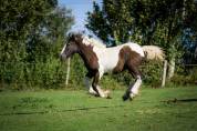 Pouliche Irish Cob PP grande taille, top caractère