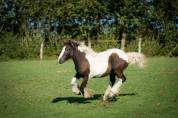 Pouliche Irish Cob PP grande taille, top caractère