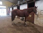 Selle français 13 ans 