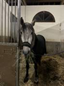 Hongre à vendre - 4 ans - Cheval Espagnol