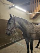 Hongre à vendre - 4 ans - Cheval Espagnol