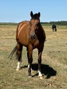 Cheval, Selle Francais de 12 ans
