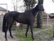 Jument Anglo origine course