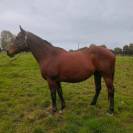 Poulinière pur sang 