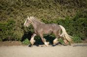 Saillie étalon Irish Cob PP Homozygote silver