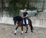 Hongre lusitano espagnol