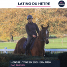 LATINO DU HETRE - TF - 4 ANS