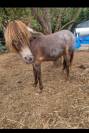 pouliche oc, poney 1, shetland
