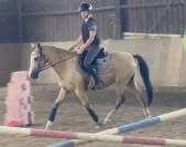 Poney à vendre pour loisir 