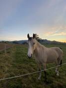 Poney &agrave; vendre 