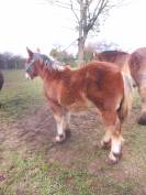 Poulain trait ardennais 