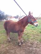 Poulain trait ardennais 