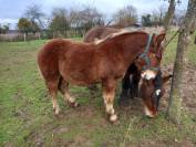 Poulain trait ardennais 