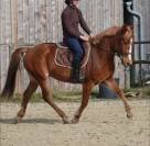 OASIS, Élégance dorée et puissance tranquille