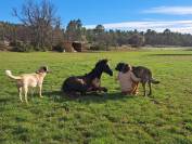  Jument Pur Sang Arabe – 3 ans – Noire rubicano