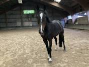 Castrone sBs Cavallo da Sport Belgio In vendita 2020 Baio