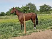 Hongre cso expérience 1m35