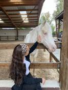 A vendre magnifique ponette D Connemara 