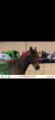 Pfs 4 ans par Thunder du blin