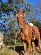 Hongre Pur-sang Arabe Polyvalent 