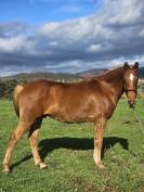 Hongre Pur-sang Arabe Polyvalent 