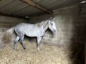 poste stagiaire cavalier galop 7