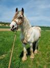 Saillie Irish Cob PP pour 2026 (1m50/1m55)