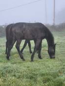 Poulain m&acirc;le anglo arabe 