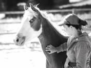 Poulain plein papier a vendre