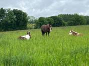 Poulain plein papier a vendre