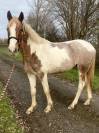 Super Jument de loisirs 
