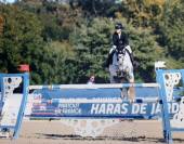 Hongre de 10 ans 140/145