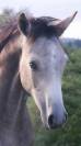 Poulain PFS (foal)