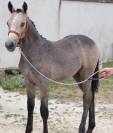 Poulain PFS (foal)
