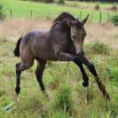 Poulain PFS (foal)