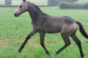 Poulain PFS (foal)