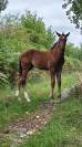 Poulain Z (foal)