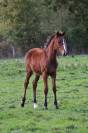 Foal mâle sf par Halifax