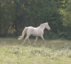 Entier PFS crème à louer pour saillies 2026