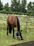 Caballo castrado sBs Caballo de Deporte Belga En venta 2019 Bayo por Heraldik Sitte