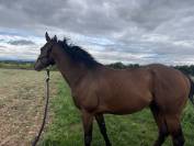  Pur-sang de 6 ans à remettre tranquillement au travail