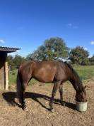  Pur-sang de 6 ans à remettre tranquillement au travail